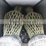 Lagerstroemia Indica Tree Small Chinese Letter Gourd and Bottle Shape Plants thumbnail-6