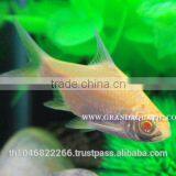 Albino Tinfoil Barb Fish For Sale / Aquarium Fish Farm thumbnail-1