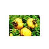 Transfer Printing|Supply Printing Pattern|printed Pattern|Heat Transfer Printing Paper|Transfer Printing thumbnail-1