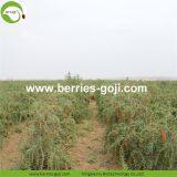 Factory Wholesale Dried Goji thumbnail-3