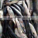 NEW LANDING FROZEN FISH PACIFIC MACKEREL SEA FROZEN 400-600G thumbnail-3