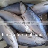 MILKFISH CONSUMPTION (Chanos chanos) new arrive on production