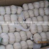 Garlic Type and Liliaceous Vegetabless Product Type Natural Garlic Fresh Garlic thumbnail-1