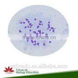 Human Chromosome Microscope Prepared Slides , Male and Female Chromosome Prepared Slide thumbnail-4