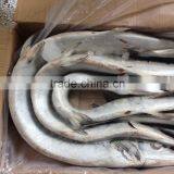 Frozen Japanese Bleeker /Tylosurus Melanotus for Market thumbnail-1