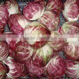 Radicchio thumbnail-2