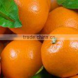 New Year 2017 Special Offer - Brilliant Mandarin Kinnow from Pakistan