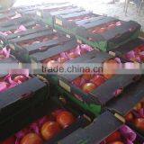 POMEGRANATE thumbnail-2