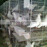 Large Pigeon House thumbnail-1