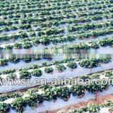 High-quality Strong Power Agricultural Film Machine Set thumbnail-1