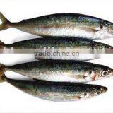 Frozen Blue Mackerel, Mackerel Fish , Blue Mackerel(Decapterus Maruadsi) thumbnail-1