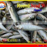 FROZEN ROUND SCAD WHOLE ROUND thumbnail-1