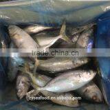 Sea Frozen Big Eye Scad Supplier thumbnail-1