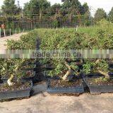 Carmona Microphylla Bosnai Export thumbnail-5