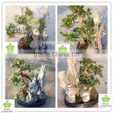Bonsai Tree With Stone thumbnail-1