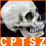 Human Resin Skull Model for Halloween thumbnail-1