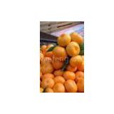mandarin oranges Nanfeng