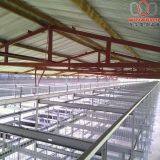 Lesotho Poultry Farming Automatic Broiler Cage & Meat Chicken Cage & Chicken Coop in Chicken Shed