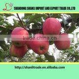 138-150 Pcs Red Fuji Apple,delicious Apple thumbnail-2
