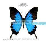 FOUSEN Nature&art Papilio Ulysses natural material