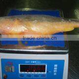 Frozen Human Growth Big Size Yellow thumbnail-1