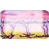 G-CO IPL thumbnail-4