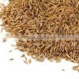 Cumin From India thumbnail-6