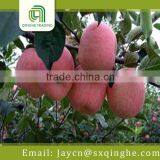 China Best Market Price Fuji Apple thumbnail-2