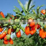 Wholesales Chinese Certified Organic Goji Berries thumbnail-5