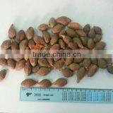 VIETNAM SCAPHIUM SCAPHIGERUM thumbnail-1