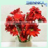 Savanna Gerbera Ceremony Fresh Cut Flowers Fresh Cut Gerbera thumbnail-2