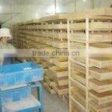 Tenebrio Molitor thumbnail-3