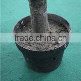 Noble Artificial Christmas Tree Sales Online Hot Sale Fake Christmas Tree thumbnail-2