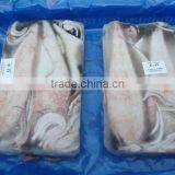 Squid Loligo thumbnail-1