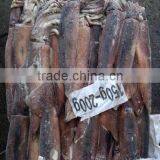 Mexico Geoduck of Illex Squid thumbnail-1