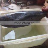 2016 Fresh Frozen Bonito Tuna 200-300g thumbnail-1