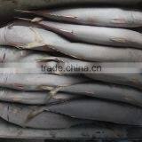 Frozen Pacific Mackerel New Fish thumbnail-2