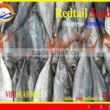 FROZEN REDTAIL SCAD WHOLE thumbnail-1