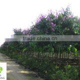 Lagerstroemia Speciosa Tree