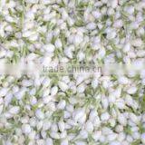 Cheap Fresh Cut FlowersJasmine thumbnail-1