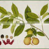 Nut Meg Dry Extract thumbnail-2