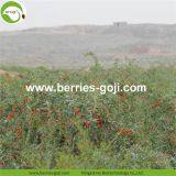 Factory Hot Sale Dried Himalayan Goji thumbnail-3