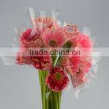 Fashionable Honey Fresh Cut Gerbera Flower thumbnail-2
