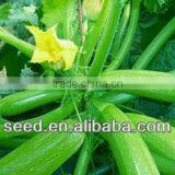 Lvtiao 2 Light Green Smooth Skin Summer Squash Seeds