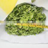 Fresh Crazy Selling Fresh Hydrangea Export From China thumbnail-4