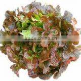 Organic Fresh Lettuce Red Oak thumbnail-1