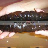 FROZEN CLEANED SEA CUCUMBER thumbnail-4