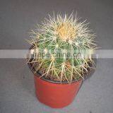 Mammillaria Spinosissima 8.5cm Mini Cactus Succulent Indoor Plants Bonsai Nursery Echinocactus Grusonii Cereus Cacti thumbnail-1