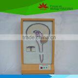 Low Priced Cerebrospinal Fluid Circulation Electric Model thumbnail-1