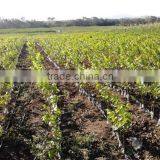 Walnut Saplings Available... thumbnail-4